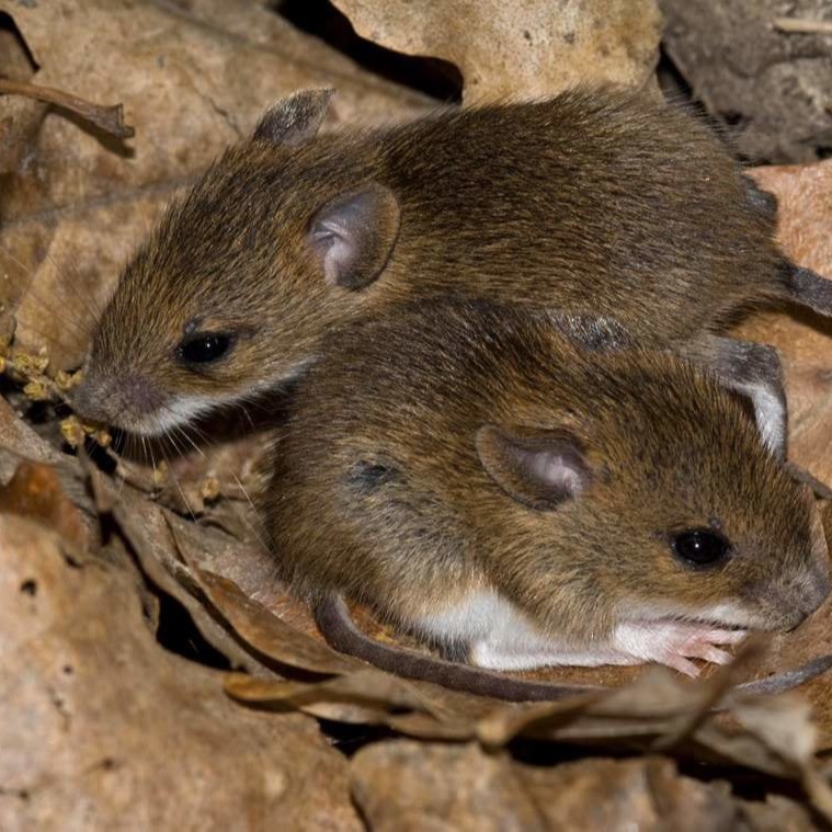 Уничтожения мышей в частном доме в Волгограде?