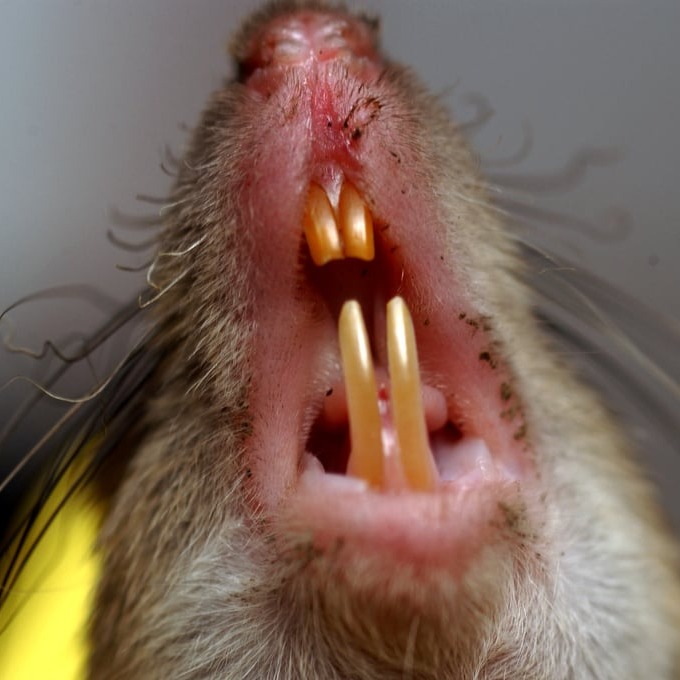 Дератизация крыс в Волгограде?